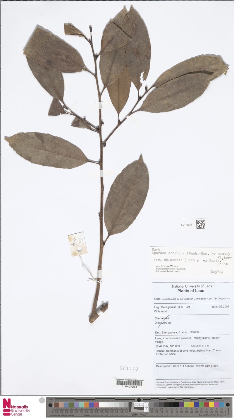 Aporosa octandra var. chinensis photo 5