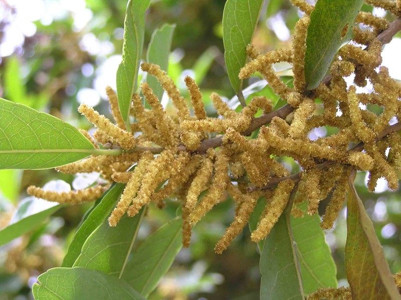 Aporosa octandra var. chinensis