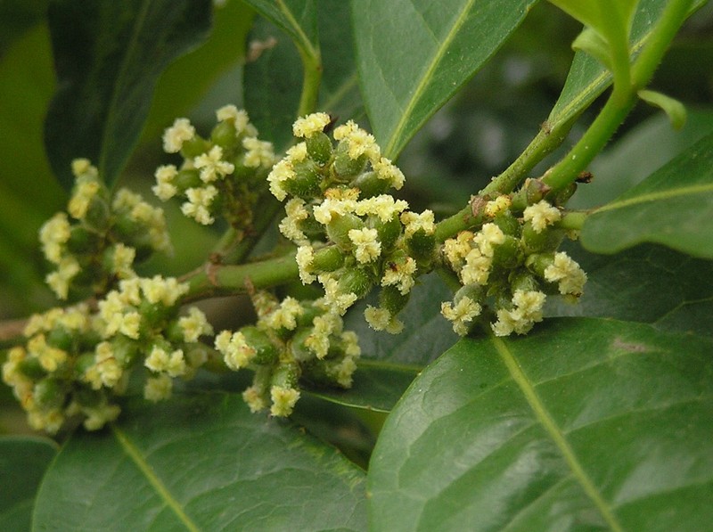 Aporosa octandra var. chinensis photo 6
