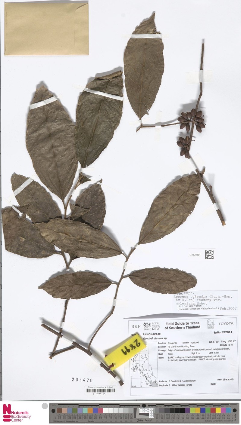 Aporosa octandra var. malesiana photo 2