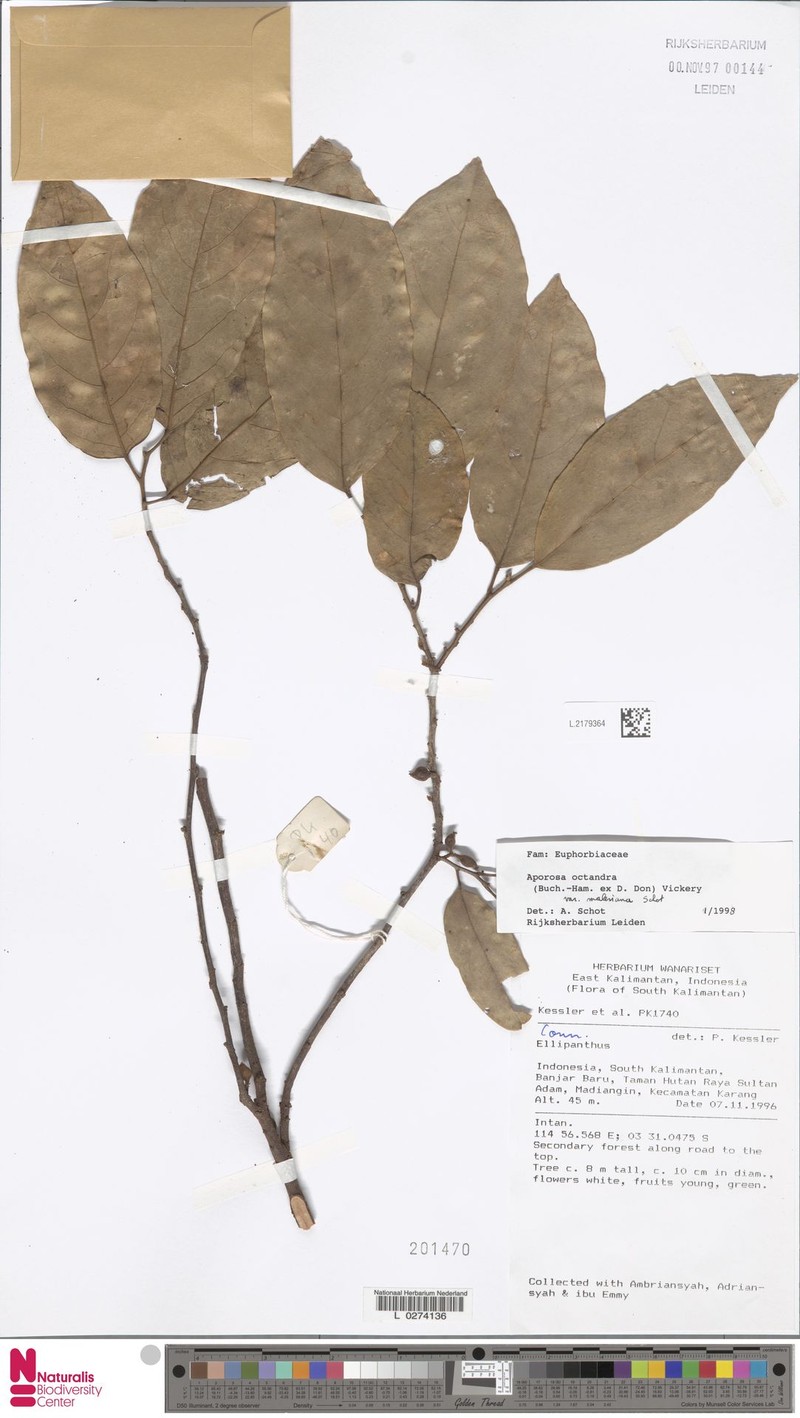 Aporosa octandra var. malesiana photo 3