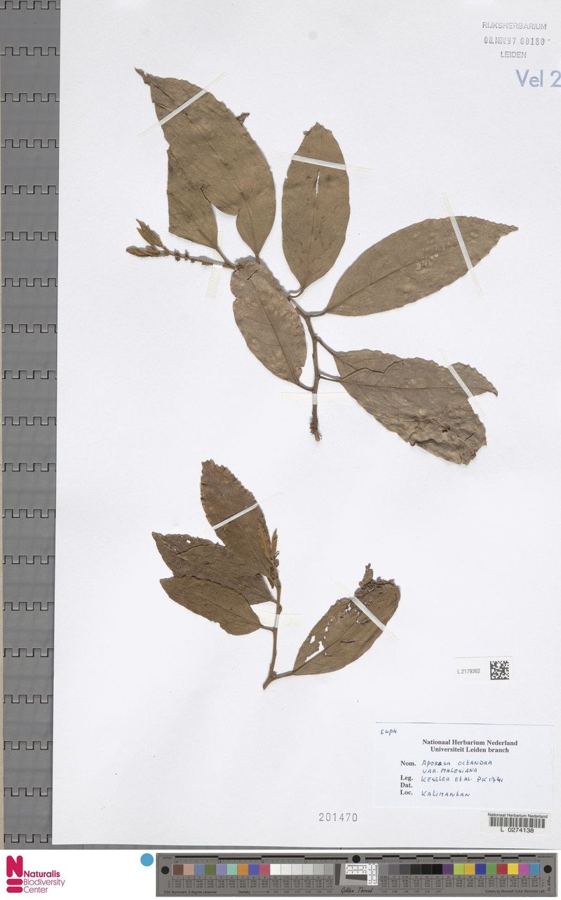 Aporosa octandra var. malesiana photo 4