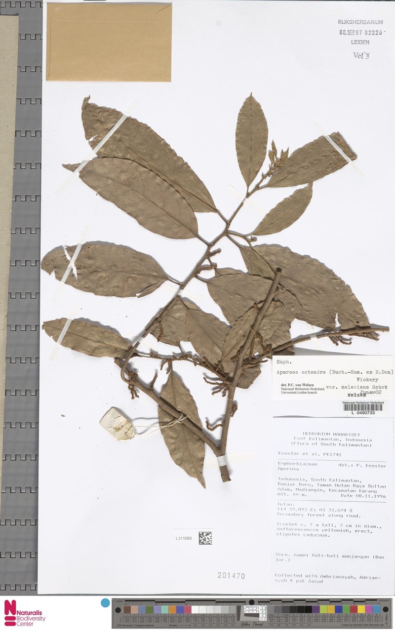 Aporosa octandra var. malesiana photo 5