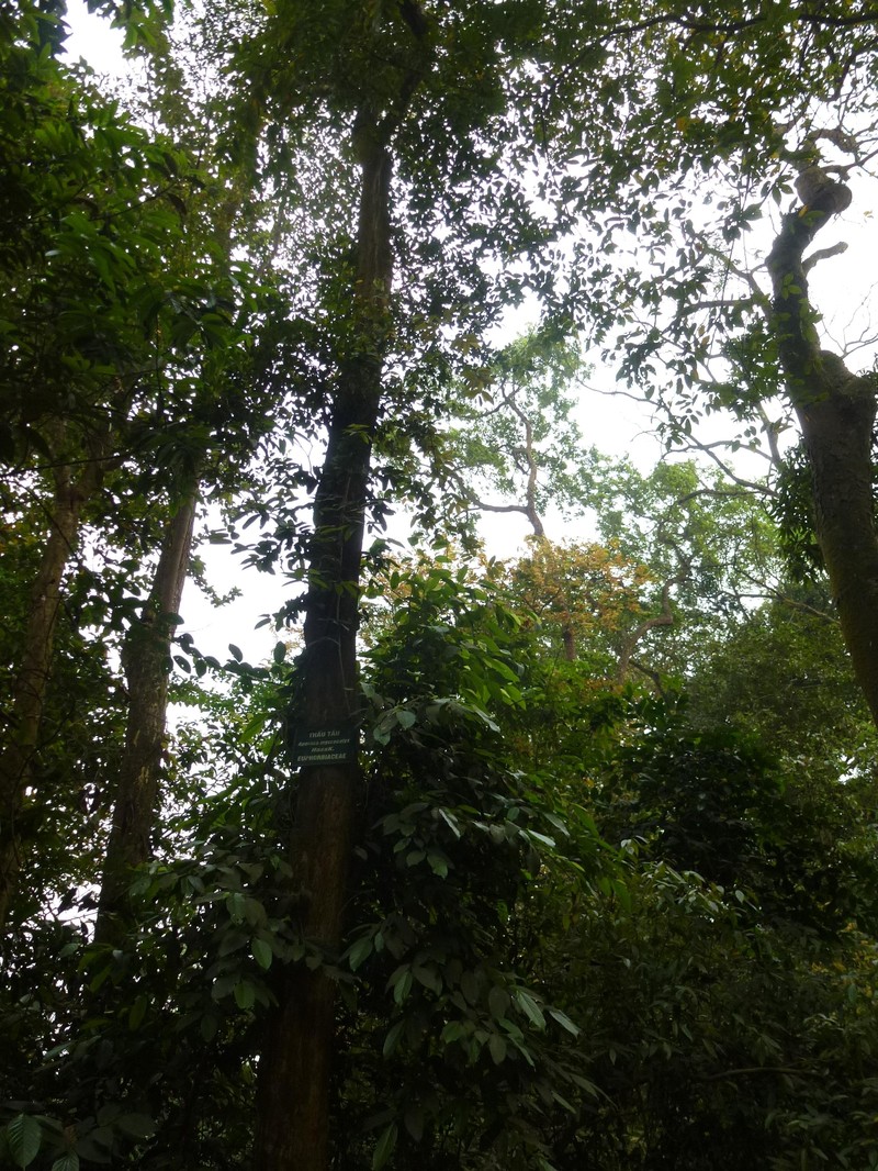 Aporosa octandra var. malesiana