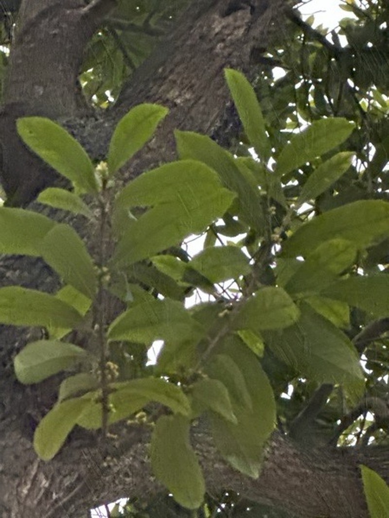 Aporosa octandra var. octandra
