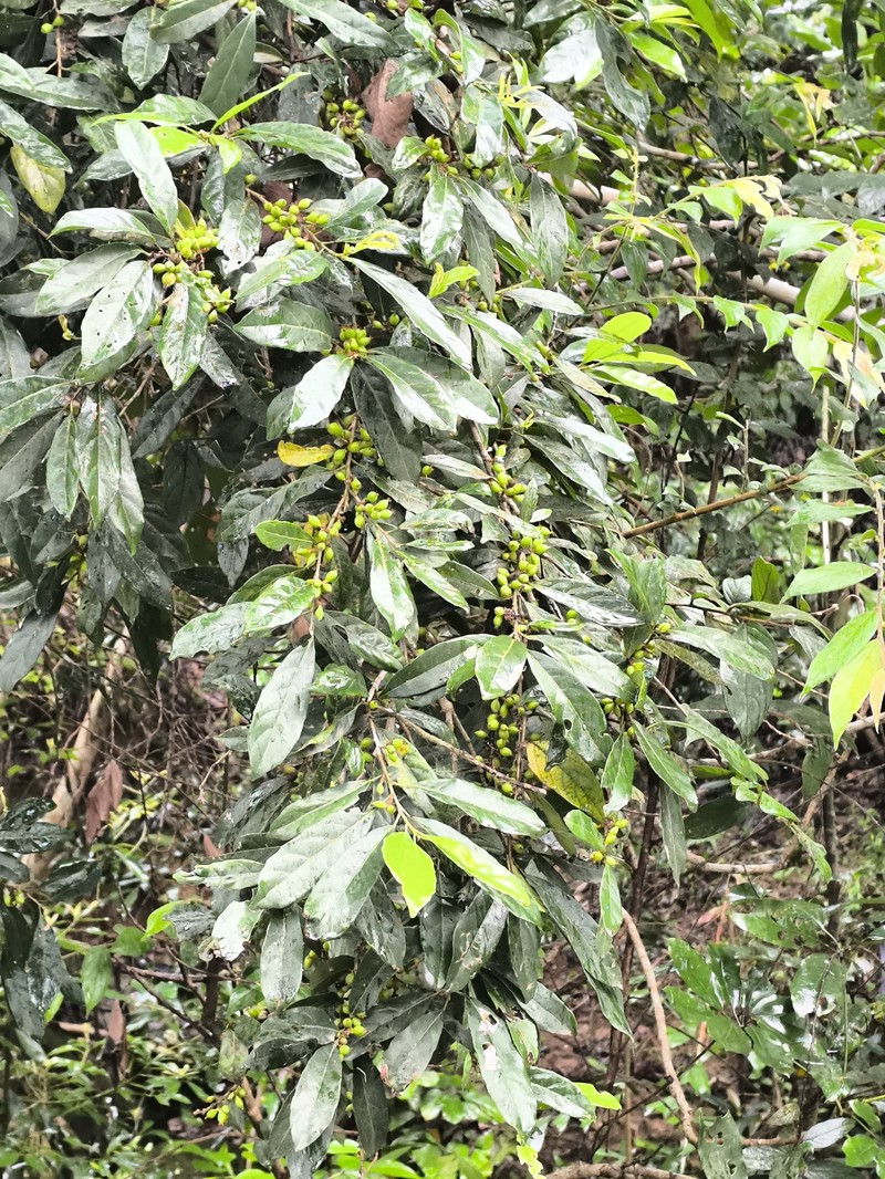 Aporosa octandra var. octandra photo 3