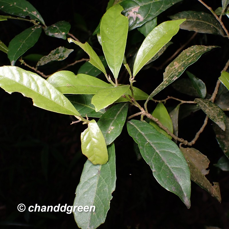Aporosa octandra var. octandra photo 4