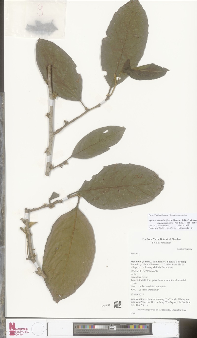 Aporosa octandra var. yunnanensis