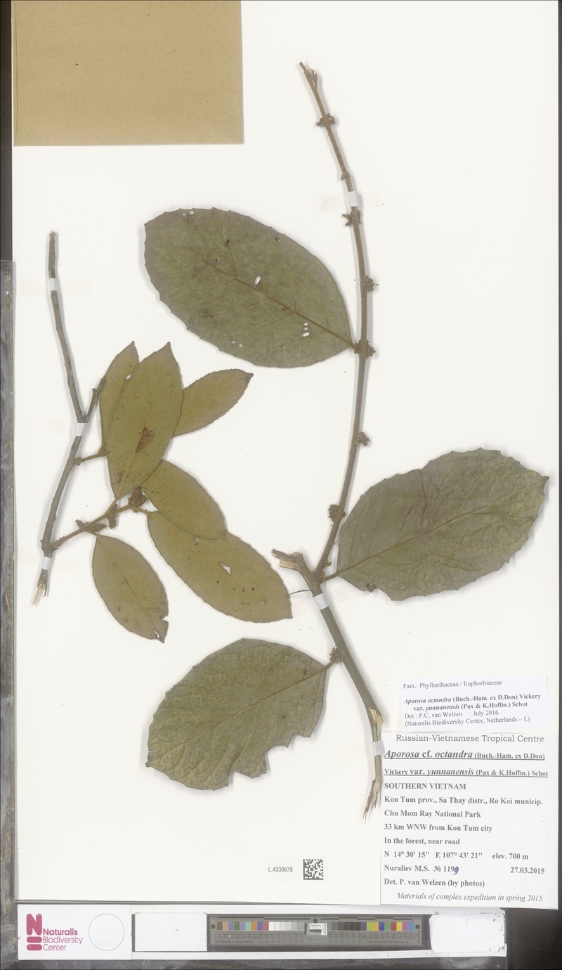 Aporosa octandra var. yunnanensis photo 2