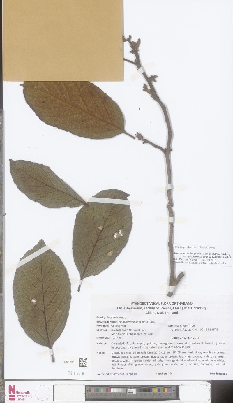 Aporosa octandra var. yunnanensis photo 3