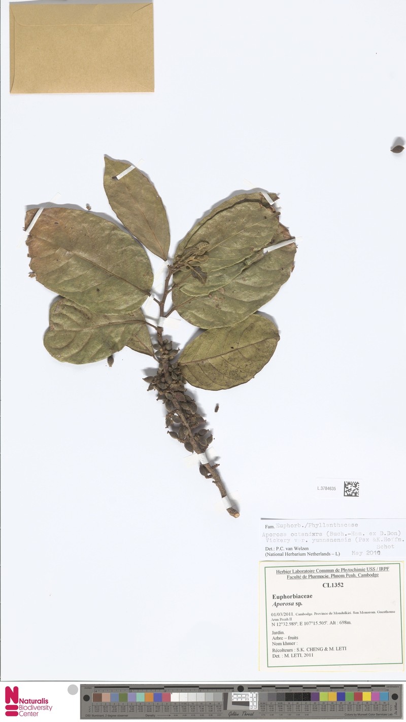 Aporosa octandra var. yunnanensis photo 4