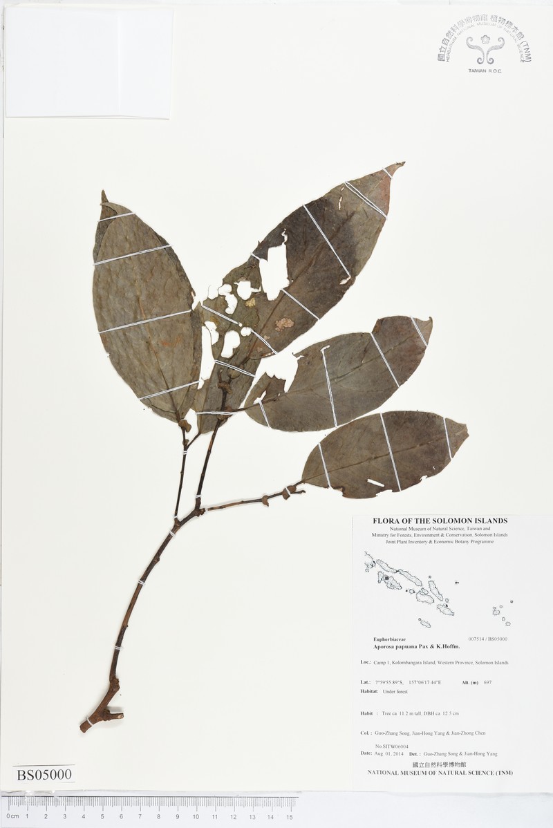Aporosa papuana