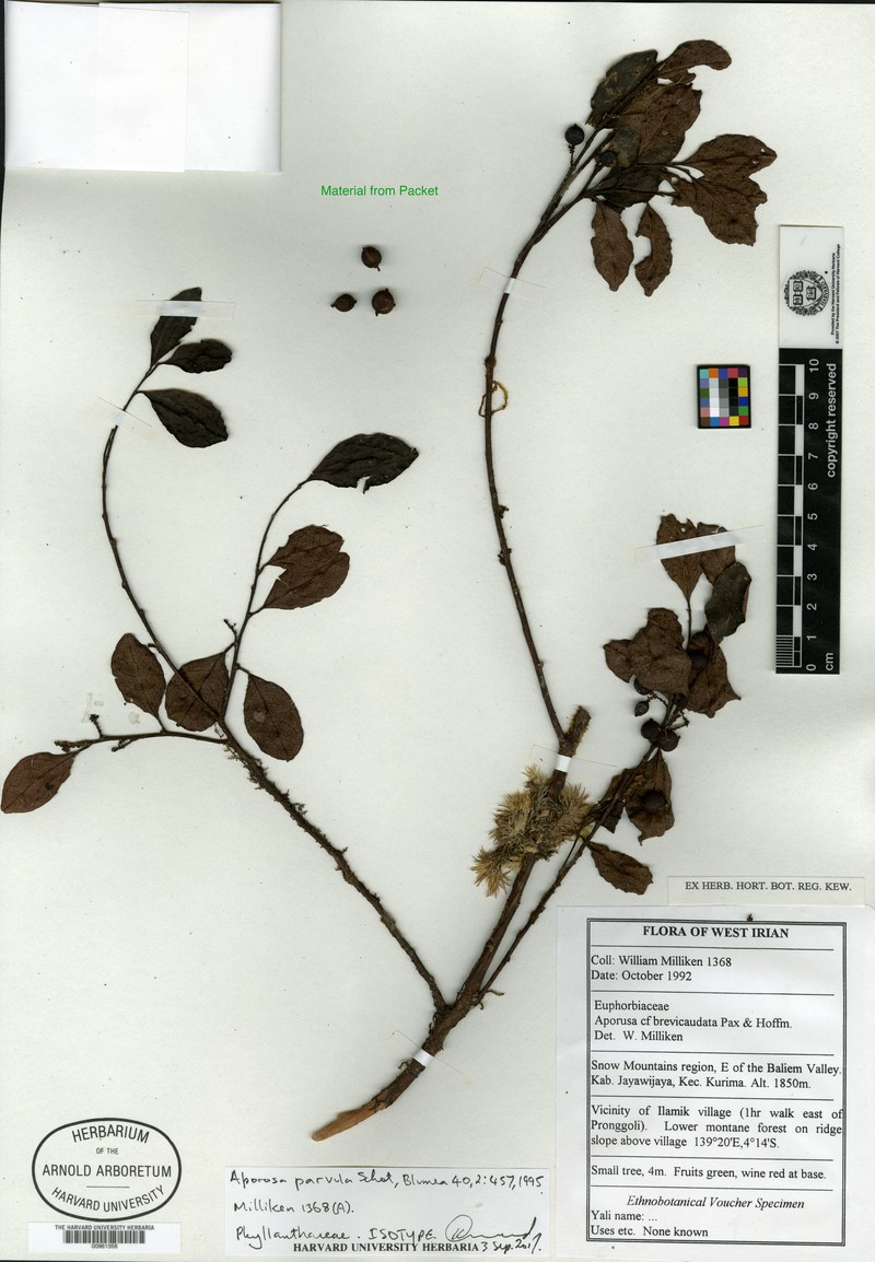 Aporosa parvula photo 4
