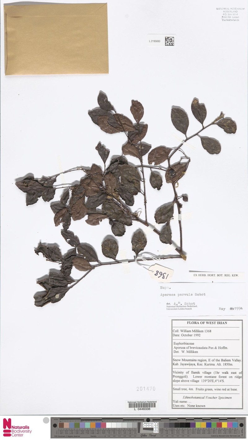 Aporosa parvula