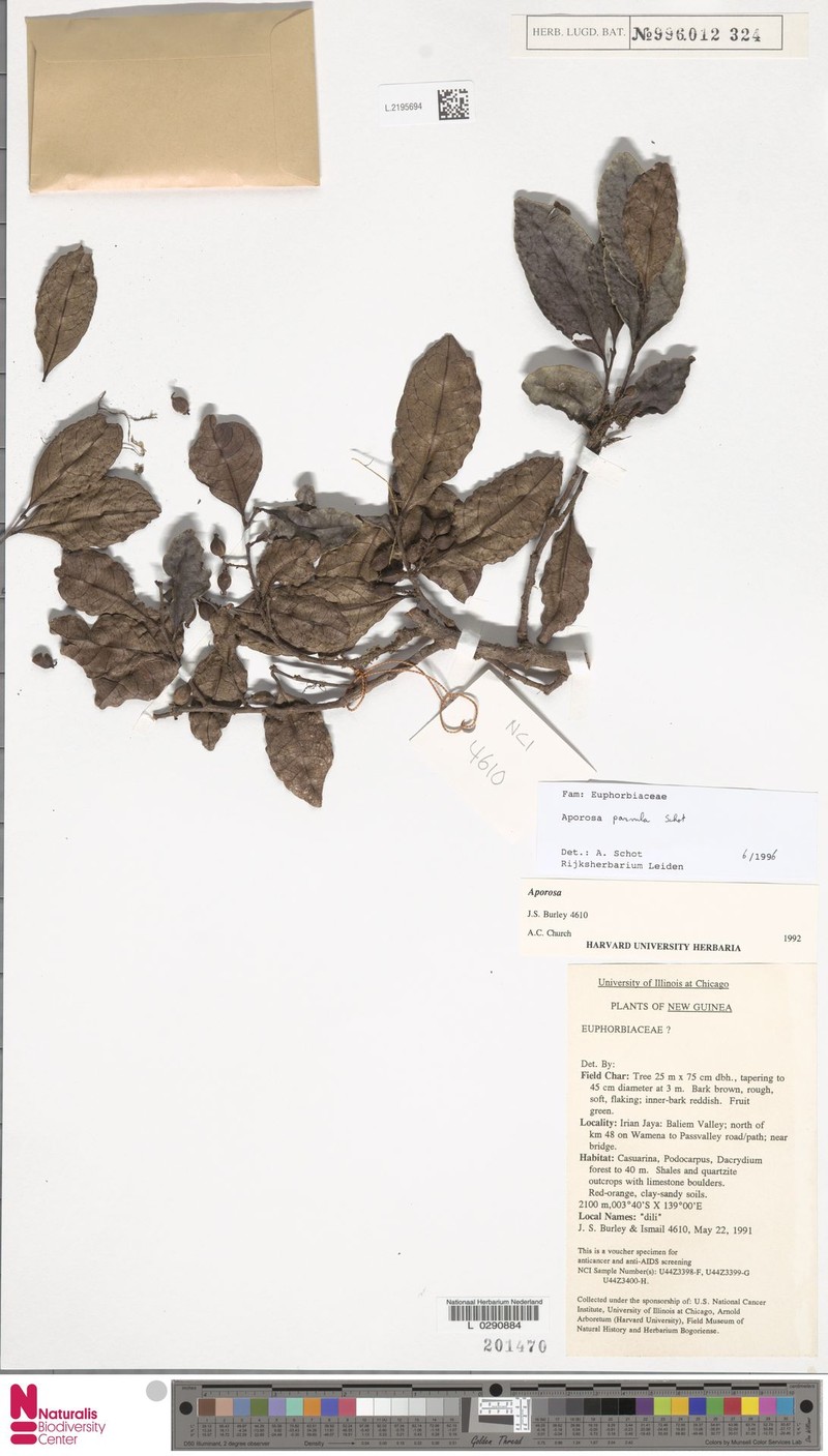 Aporosa parvula photo 2