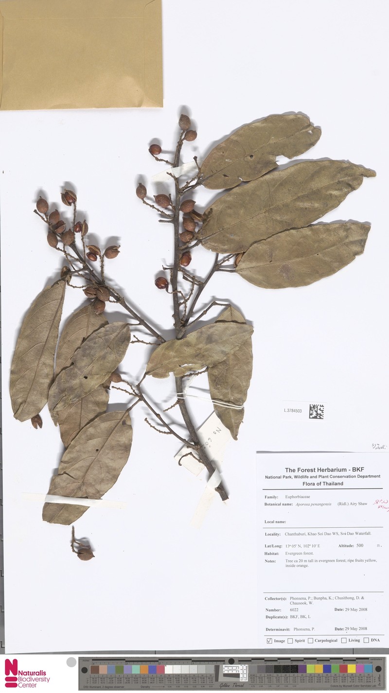 Aporosa penangensis