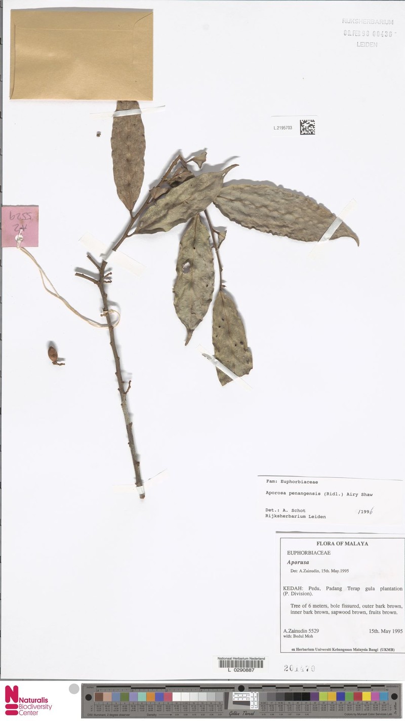 Aporosa penangensis photo 2
