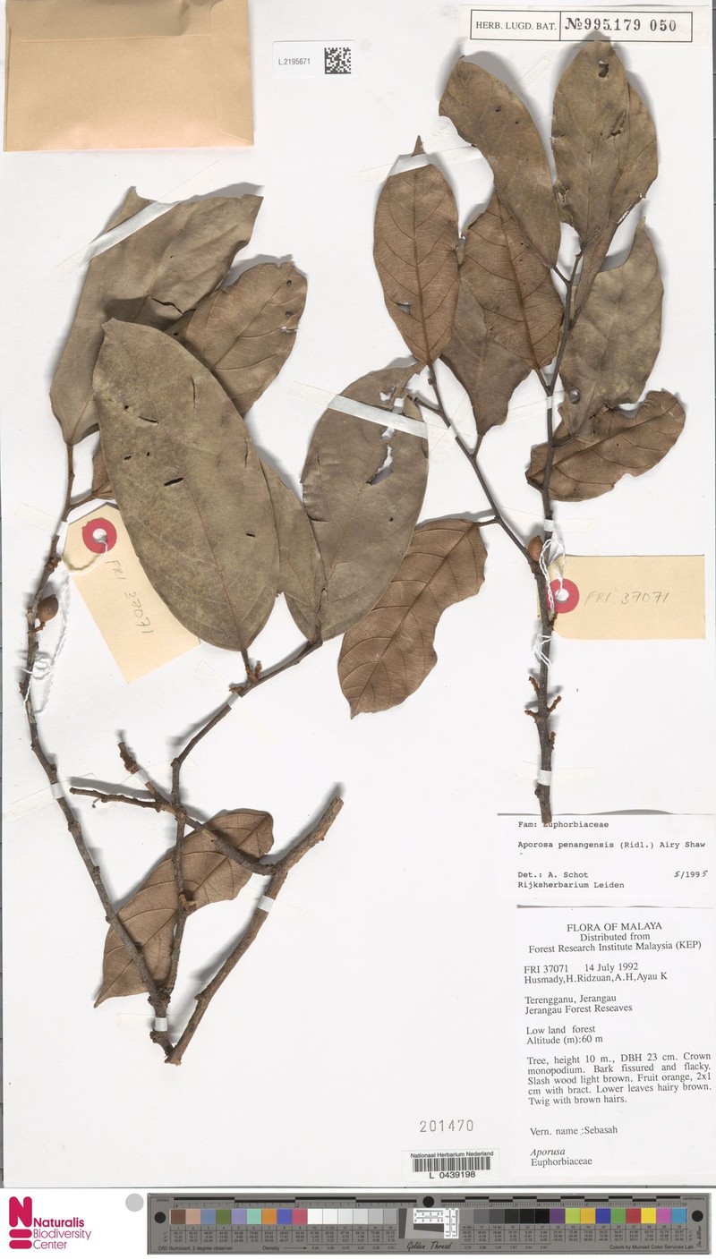 Aporosa penangensis photo 3