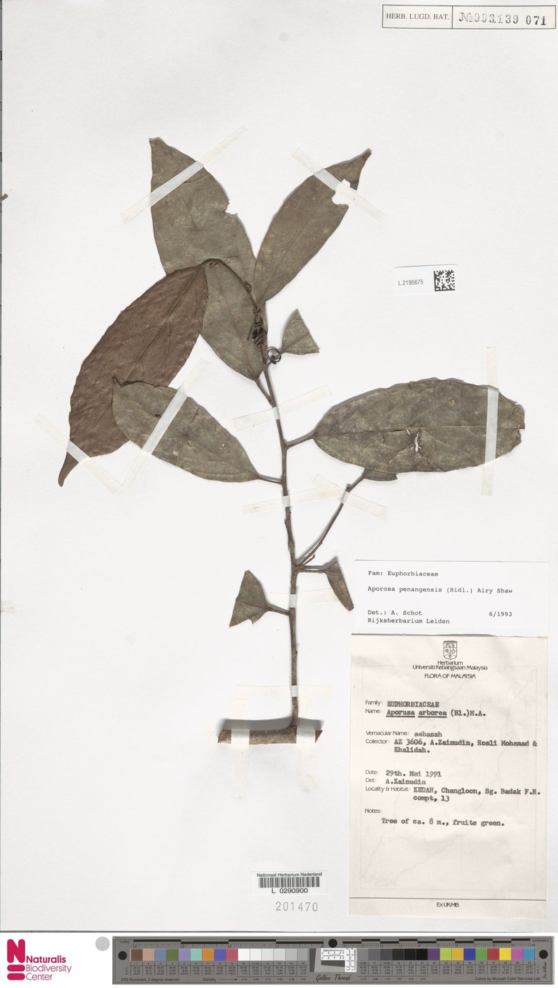 Aporosa penangensis photo 4