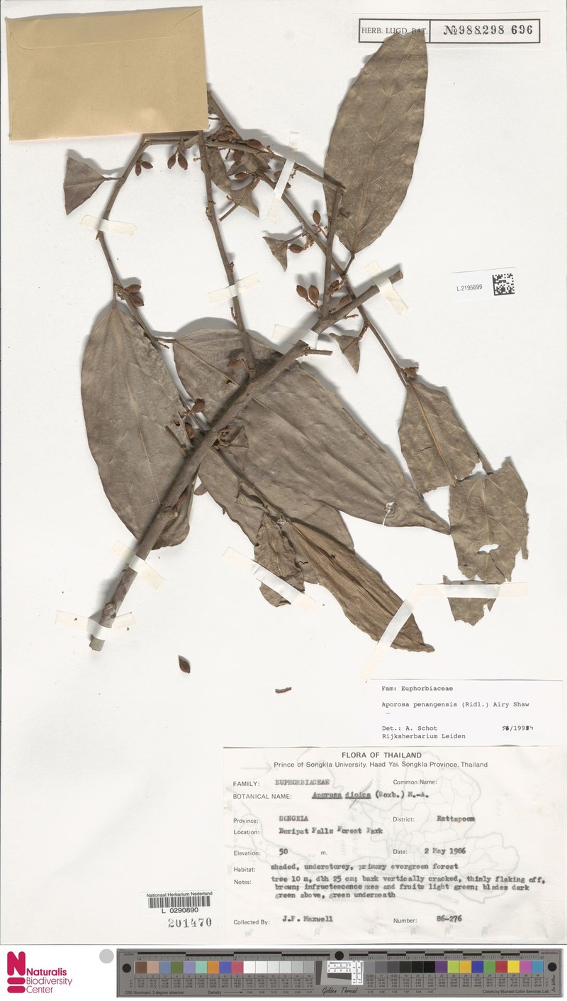 Aporosa penangensis photo 5