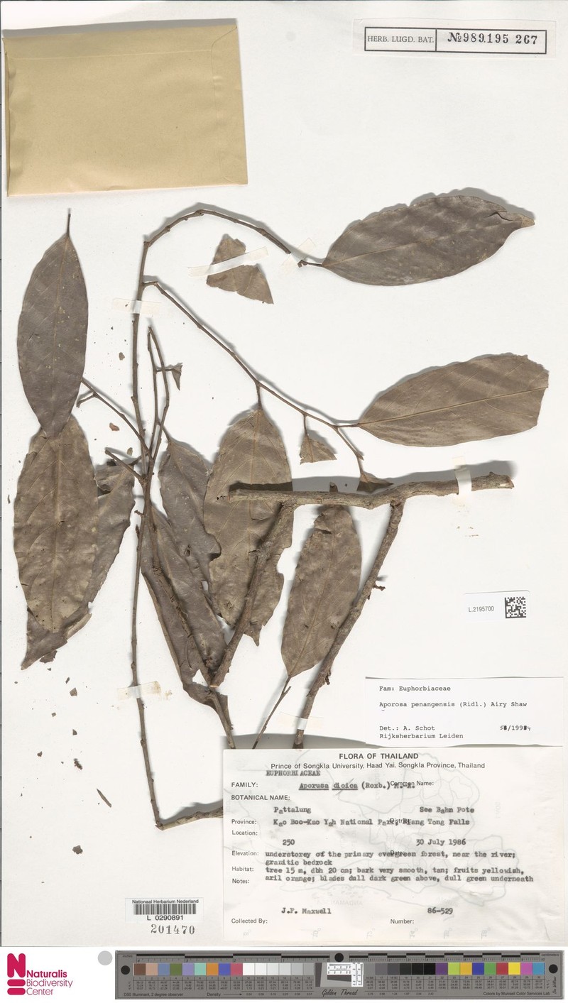 Aporosa penangensis photo 6