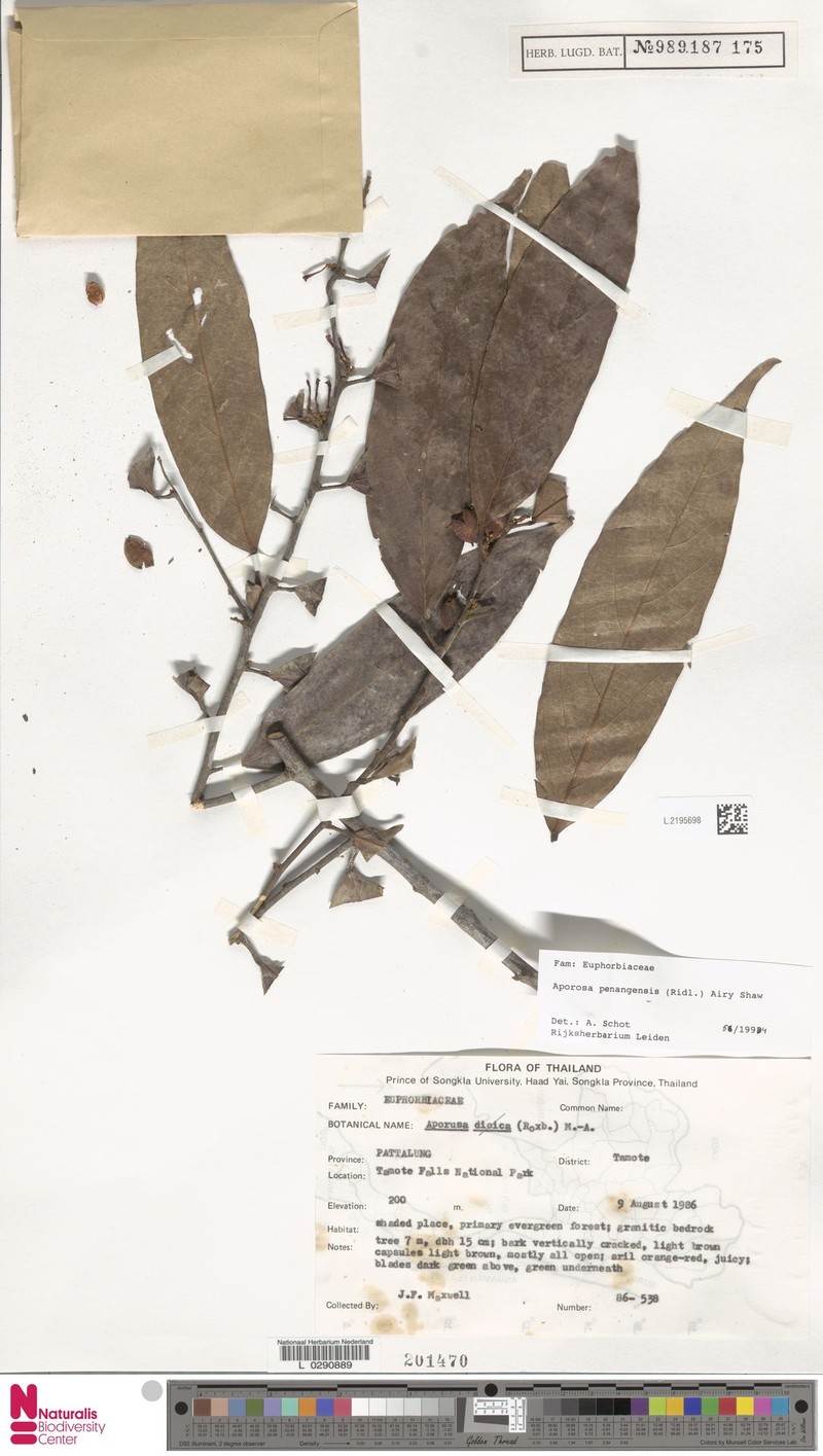 Aporosa penangensis photo 7