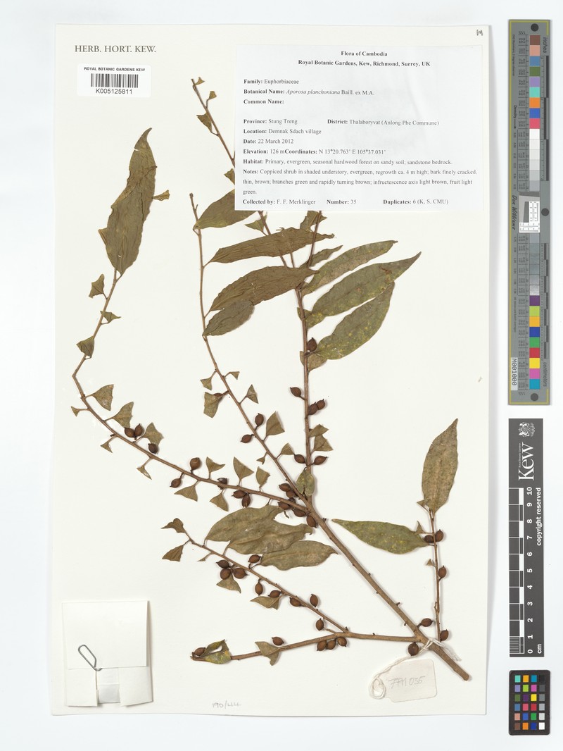 Aporosa planchoniana photo 3