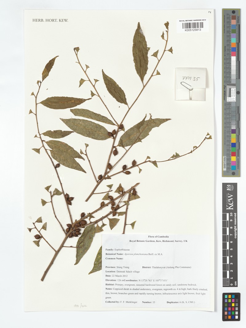 Aporosa planchoniana photo 4