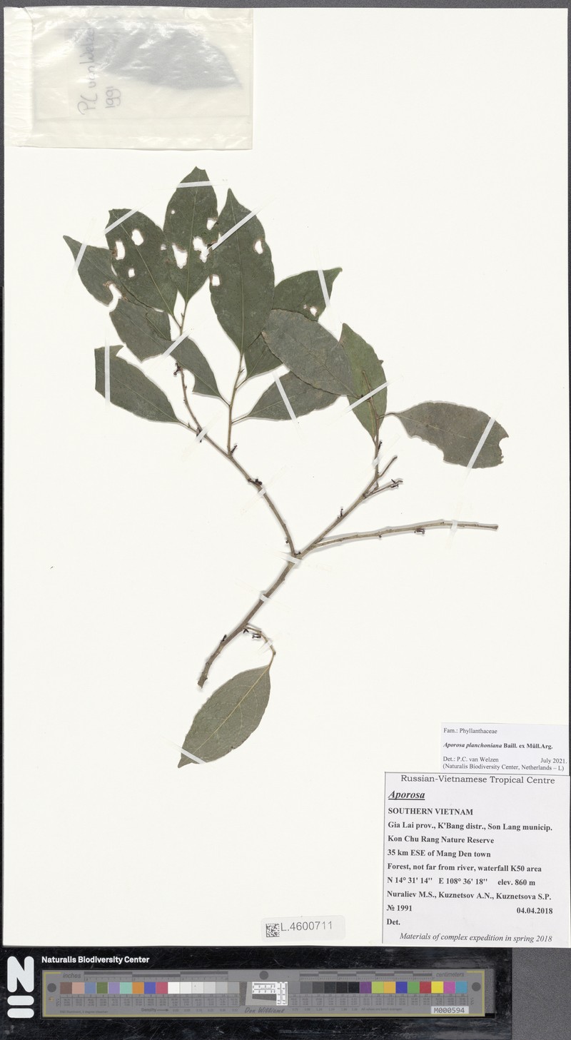 Aporosa planchoniana