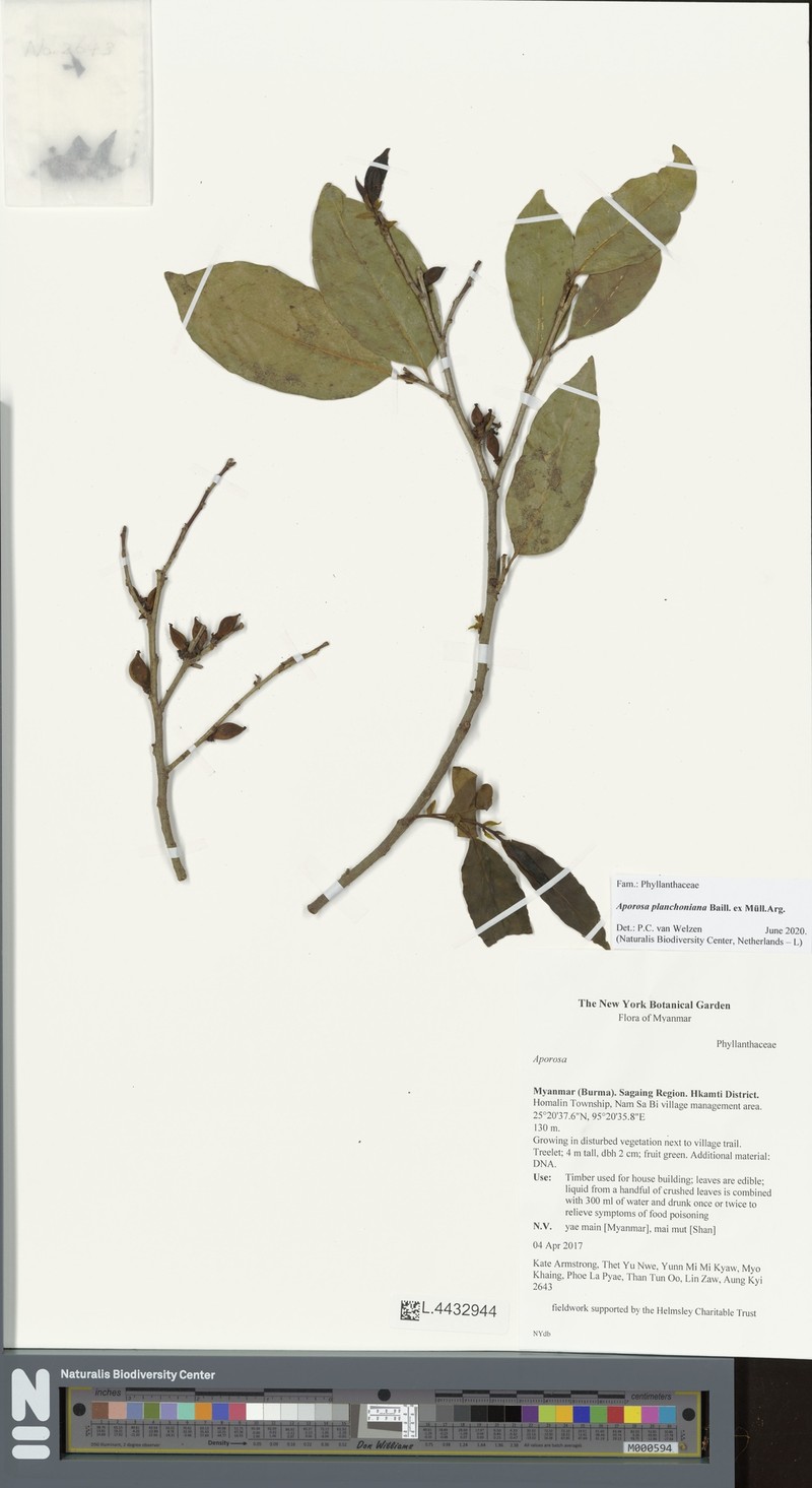 Aporosa planchoniana photo 2