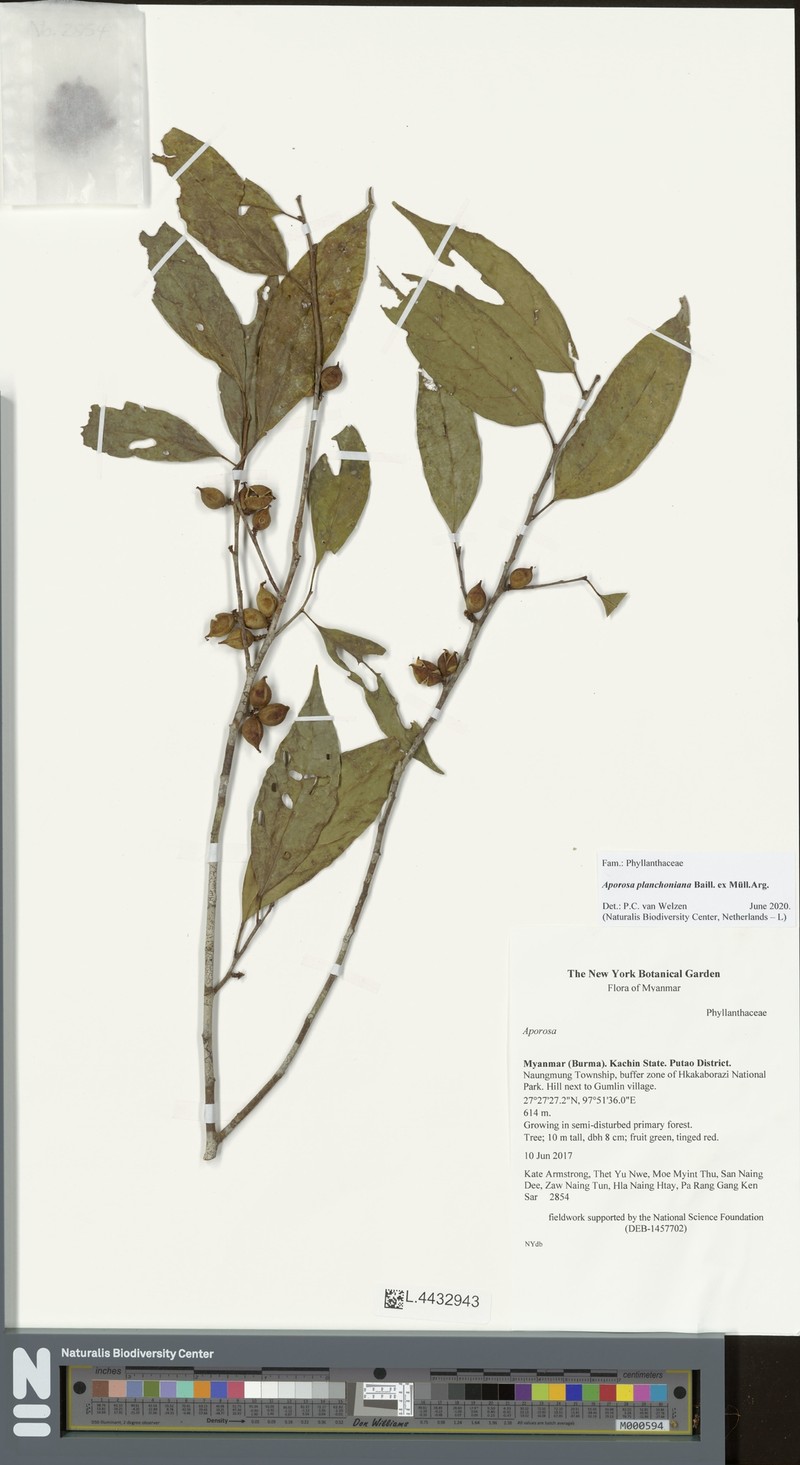 Aporosa planchoniana photo 3