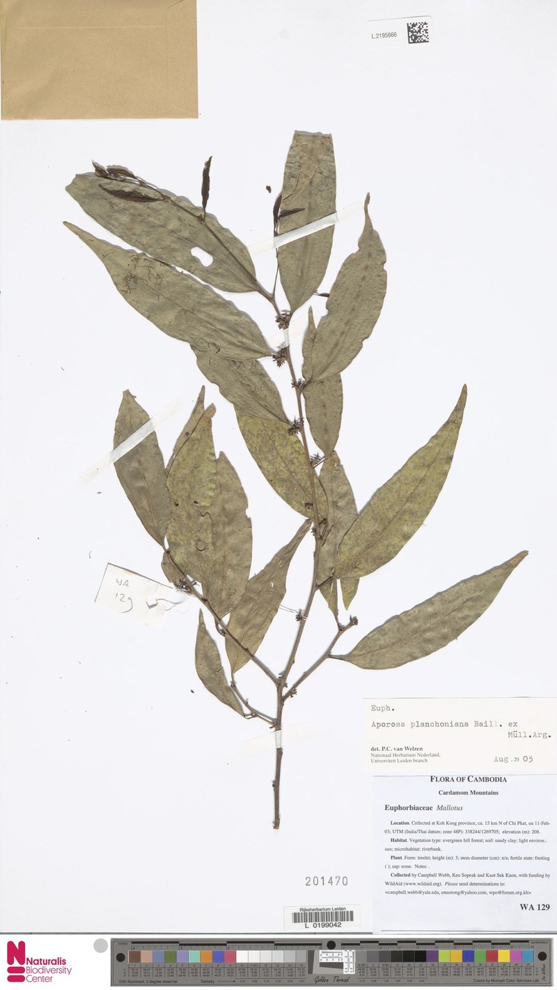 Aporosa planchoniana photo 4