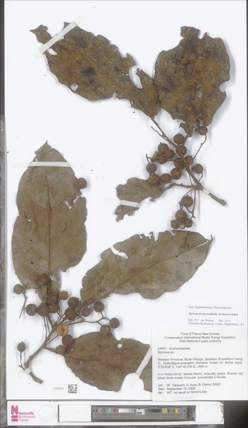 Aporosa praegrandifolia