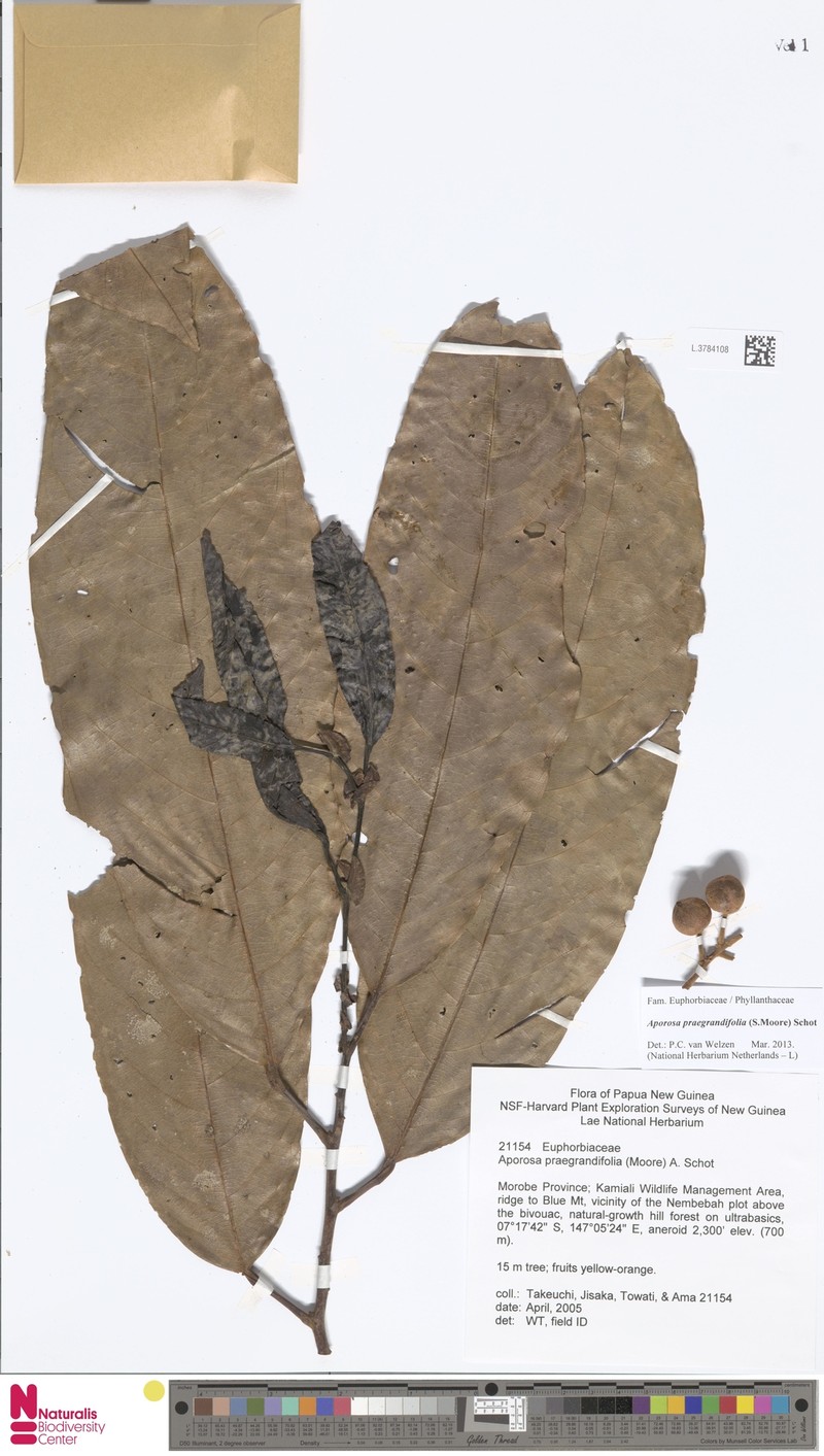 Aporosa praegrandifolia photo 2