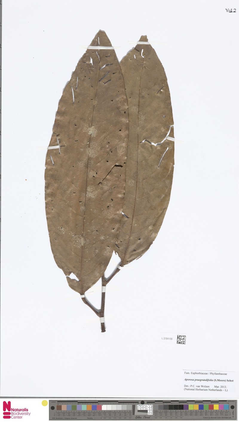 Aporosa praegrandifolia photo 3