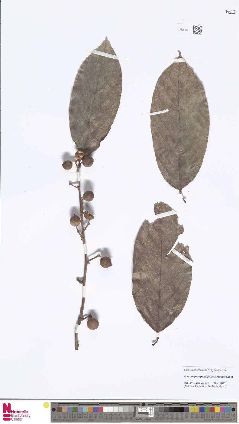 Aporosa praegrandifolia photo 4