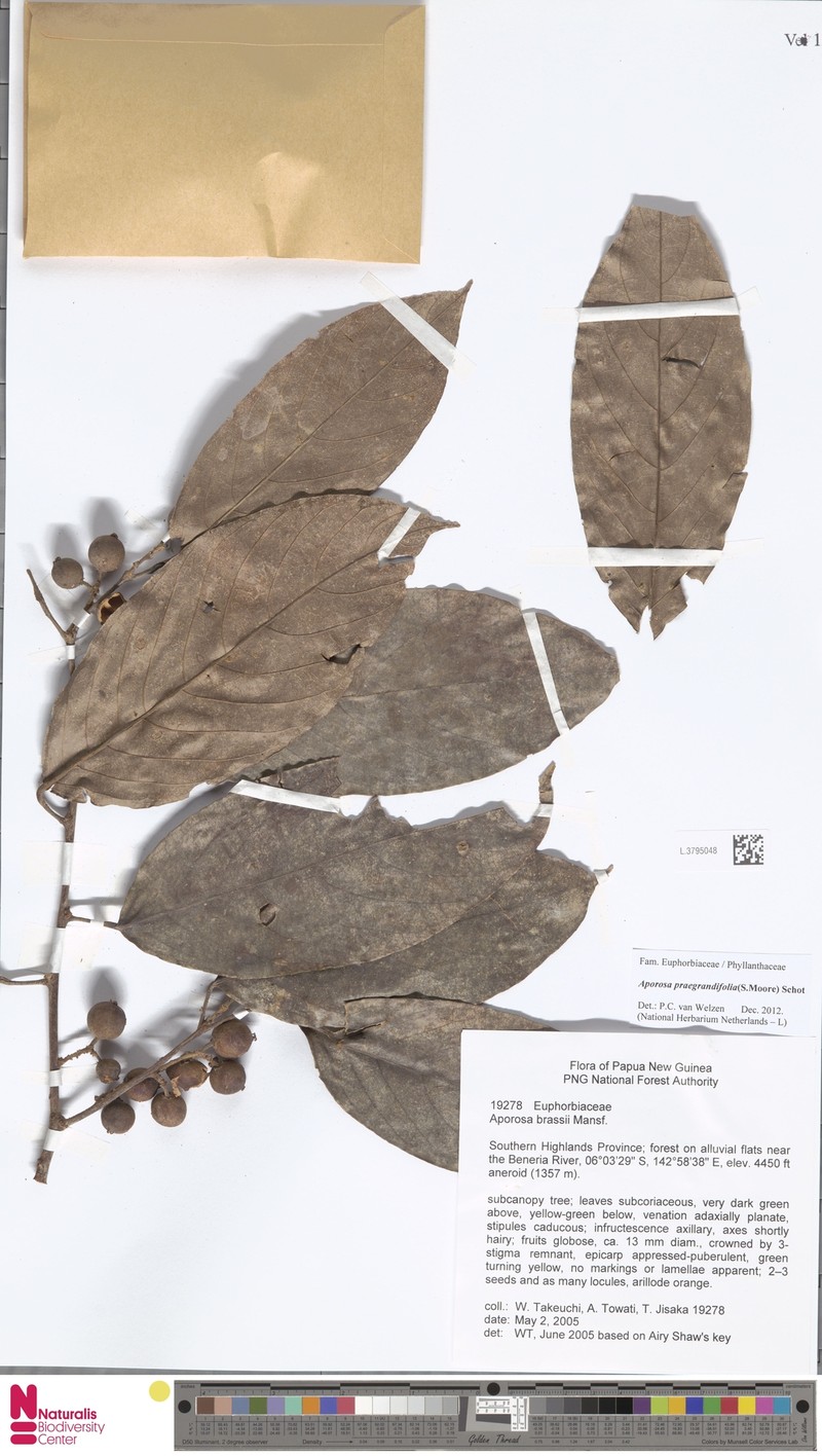 Aporosa praegrandifolia photo 5