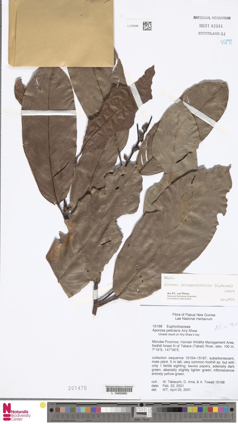 Aporosa praegrandifolia photo 6