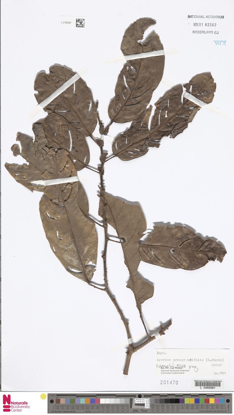 Aporosa praegrandifolia photo 7