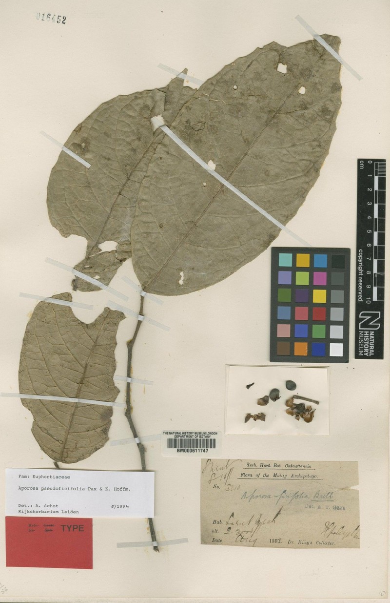 Aporosa pseudoficifolia photo 3
