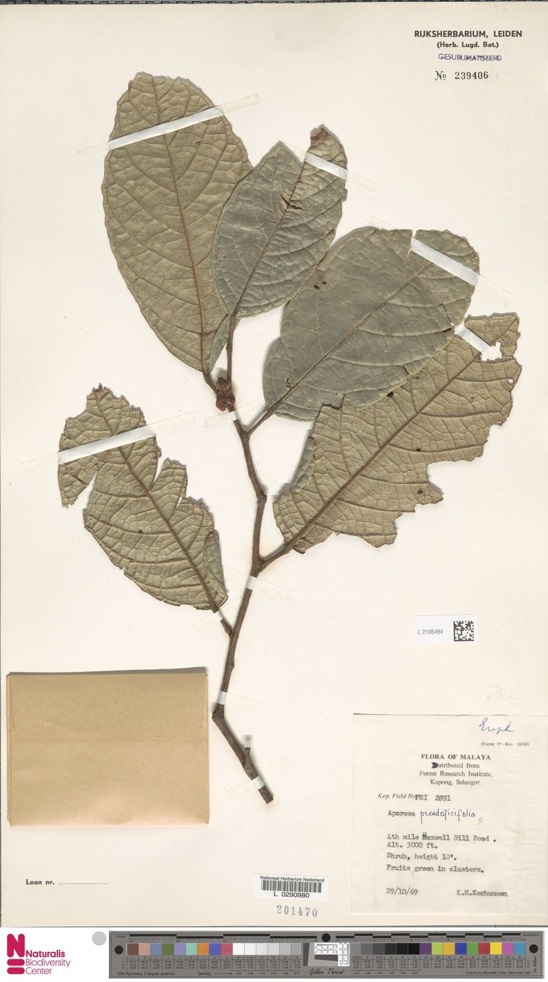 Aporosa pseudoficifolia