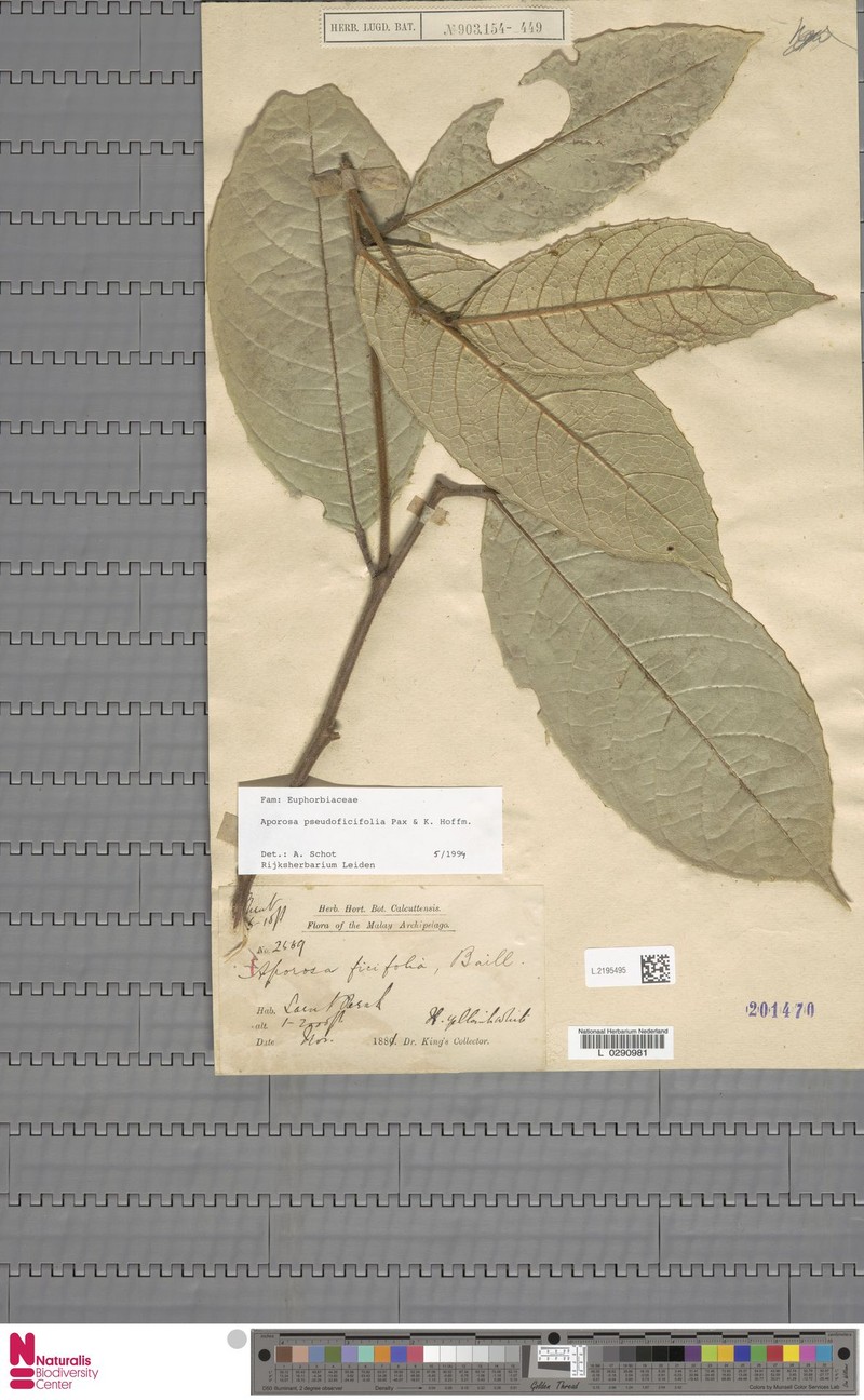Aporosa pseudoficifolia photo 2