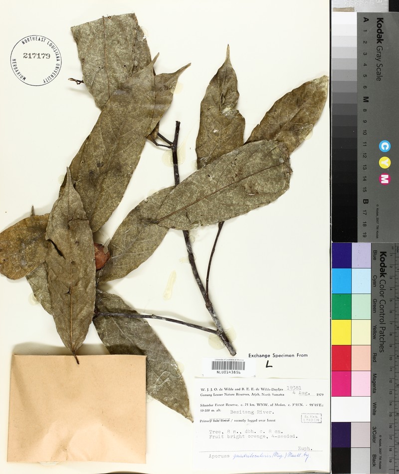 Aporosa quadrilocularis