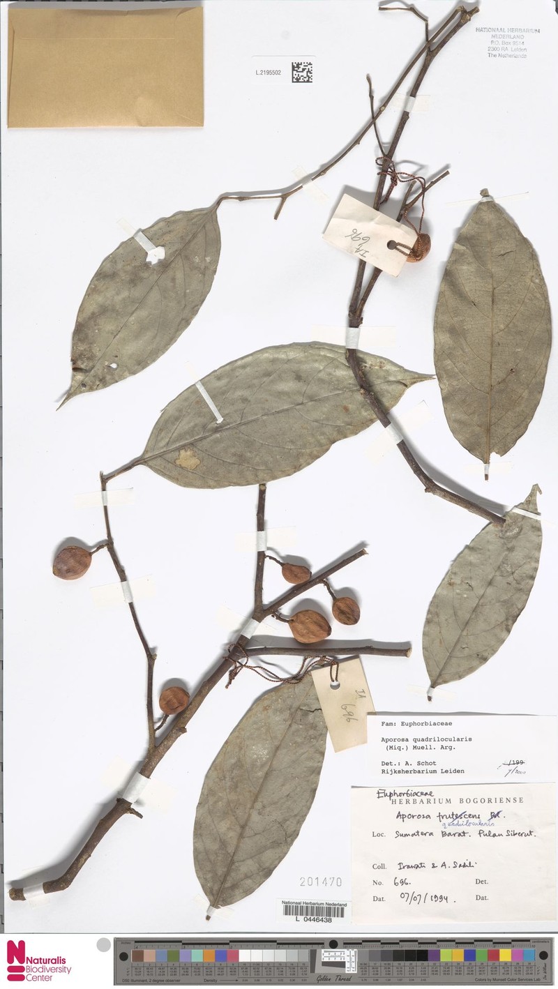 Aporosa quadrilocularis photo 2
