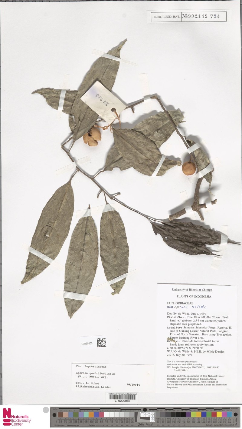Aporosa quadrilocularis photo 3
