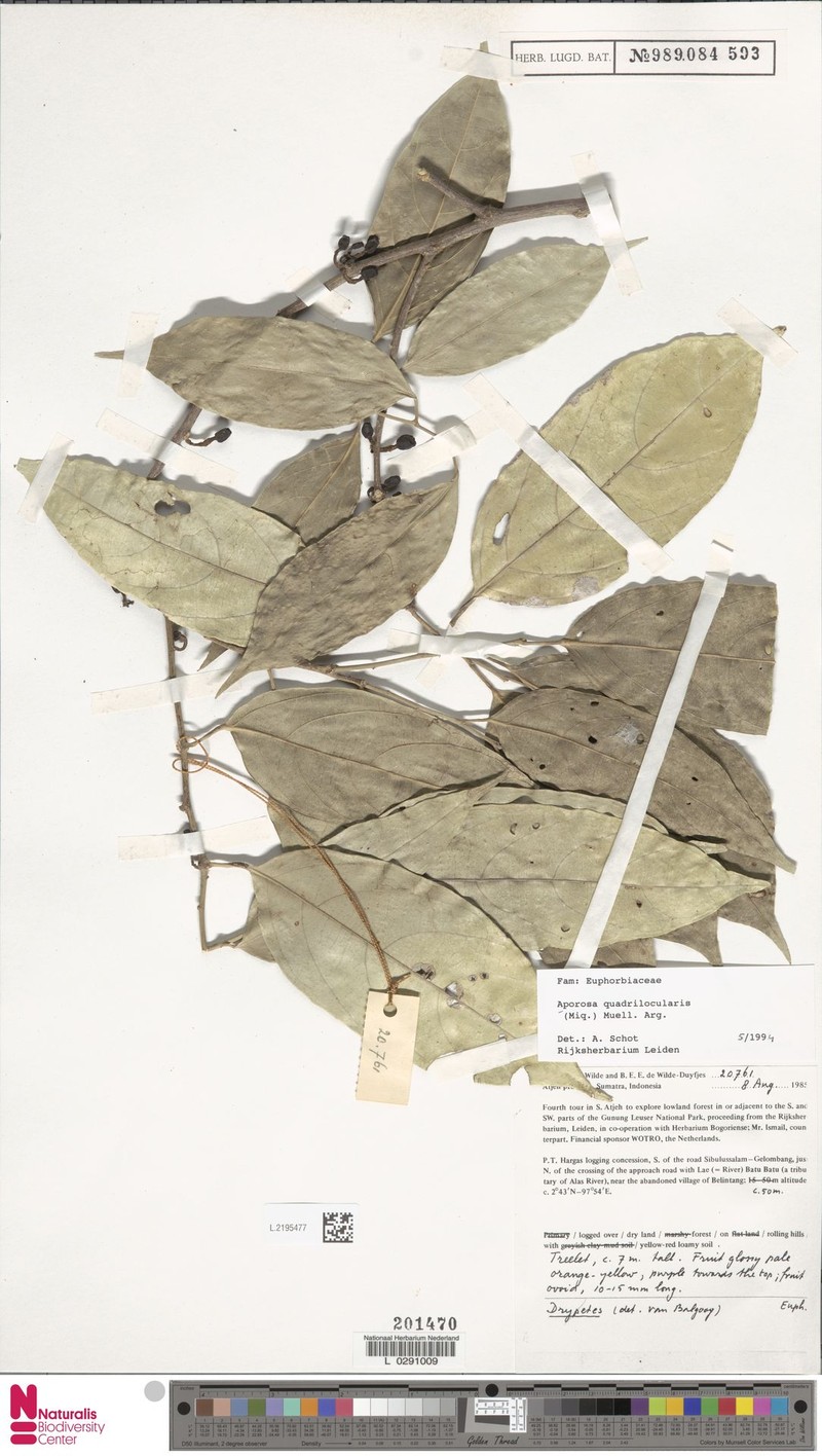 Aporosa quadrilocularis photo 4