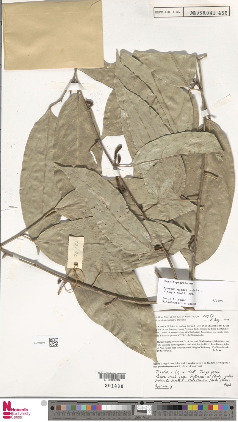 Aporosa quadrilocularis photo 5