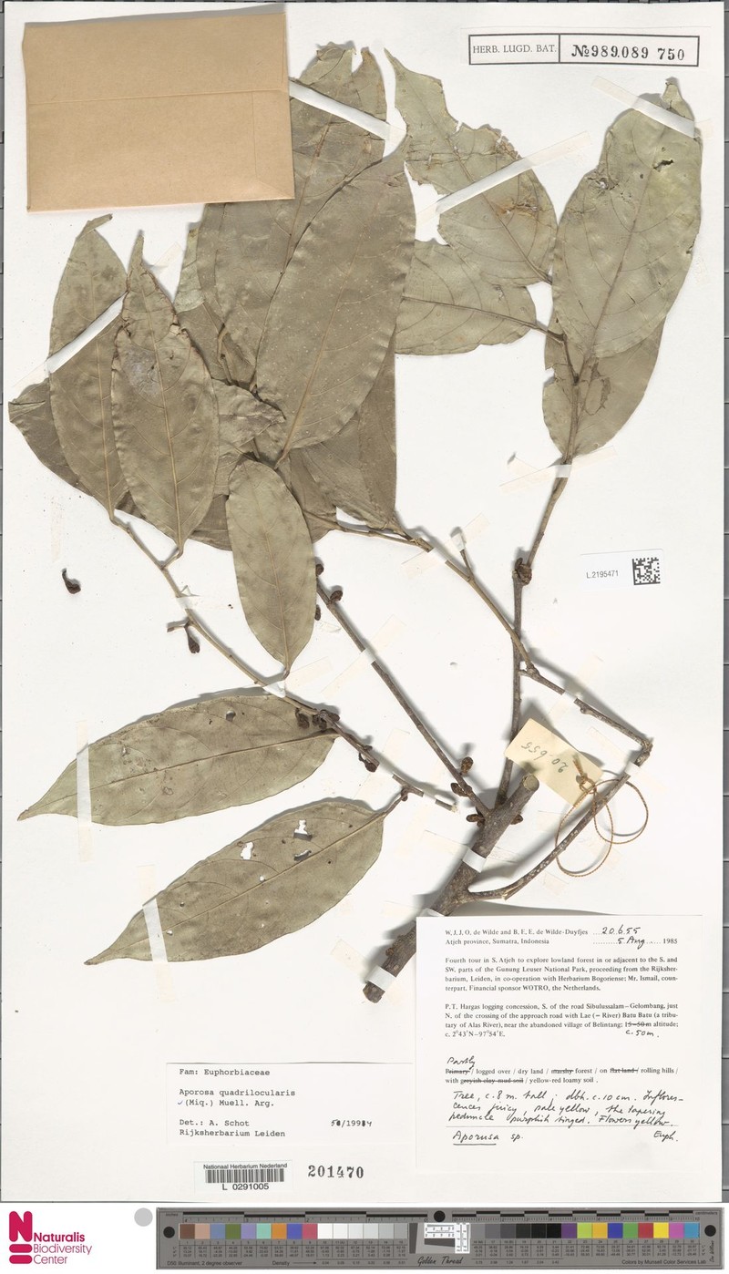 Aporosa quadrilocularis photo 6