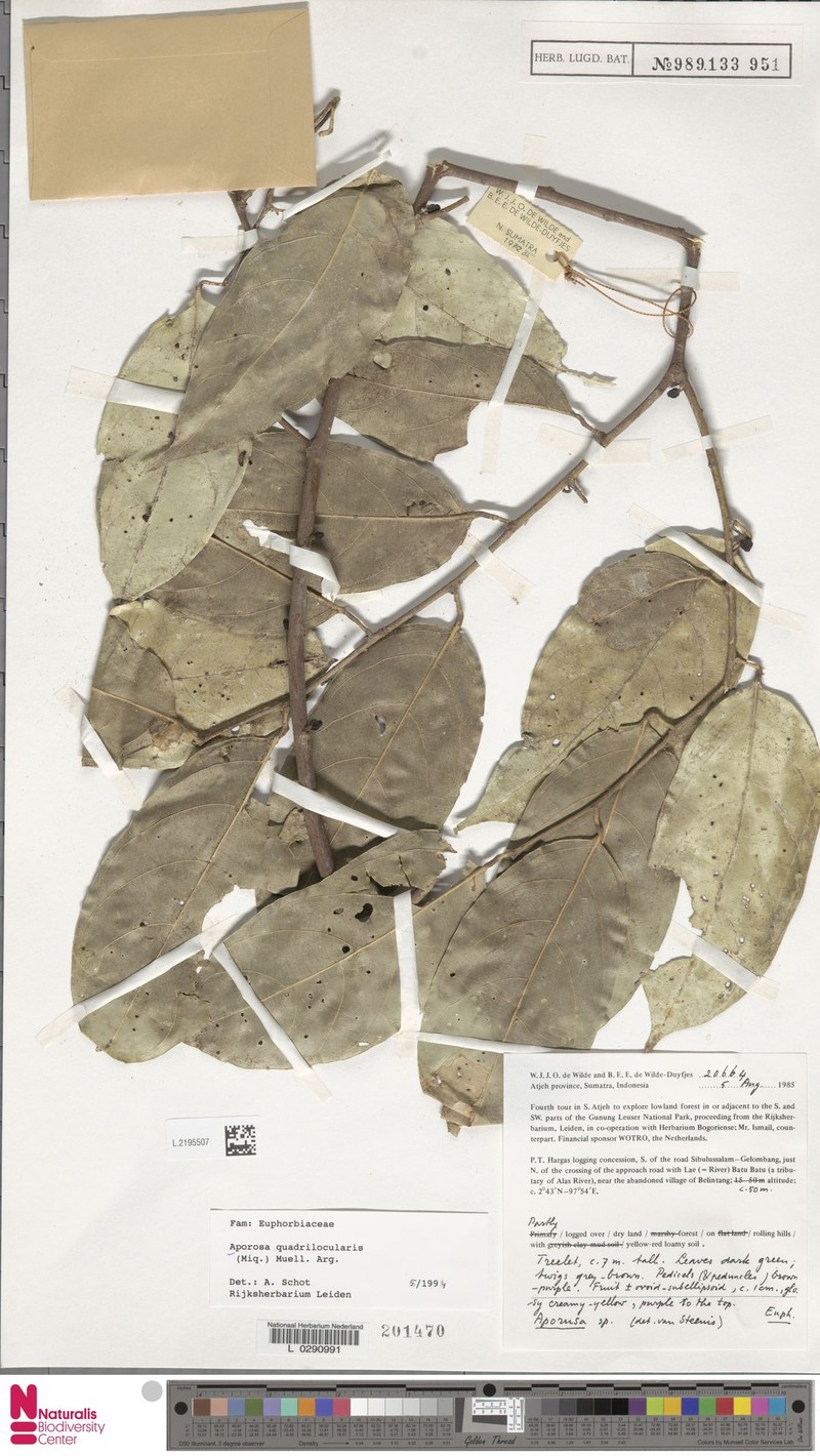 Aporosa quadrilocularis photo 7