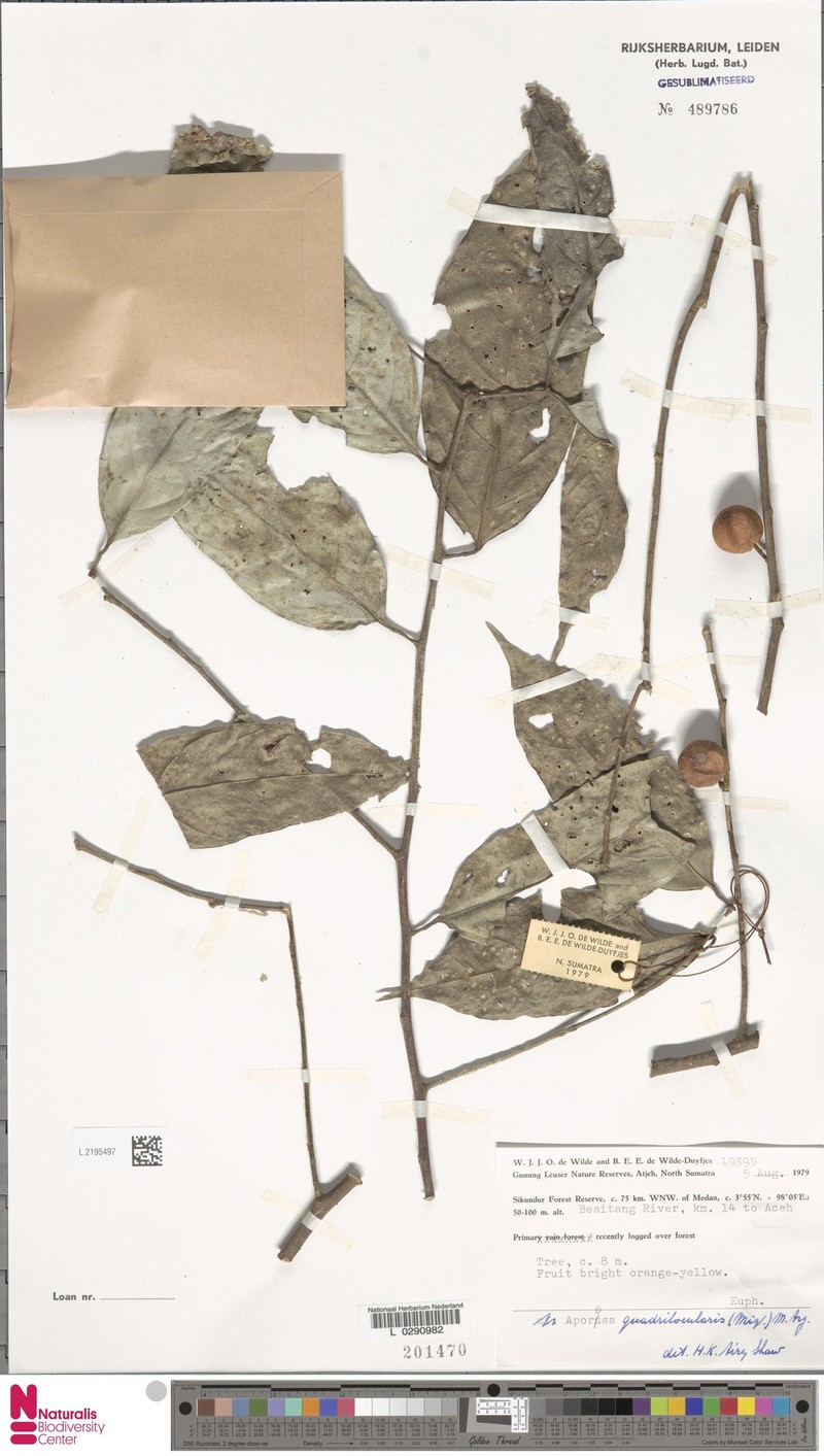 Aporosa quadrilocularis photo 8